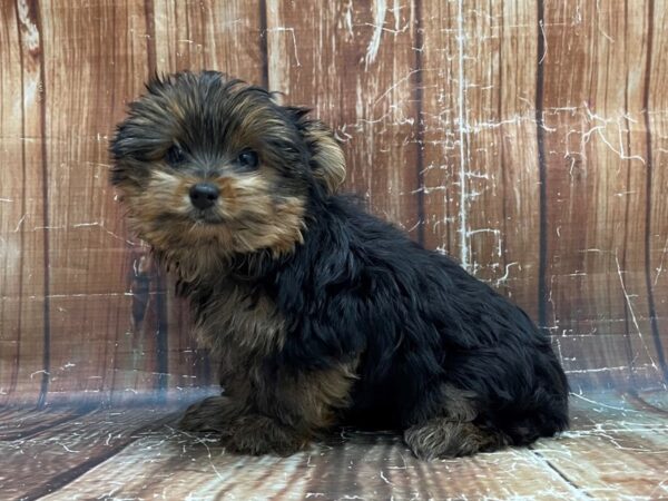 Yorkshire Terrier DOG Male Black and Tan 23939 Petland Las Vegas, Nevada