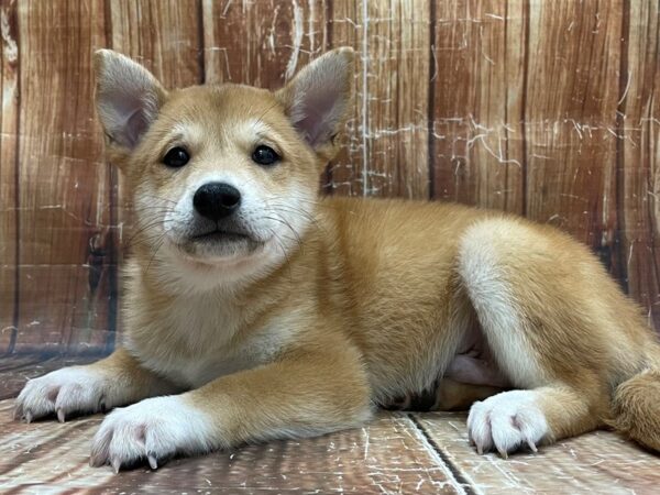 Shiba Inu DOG Male Red 23938 Petland Las Vegas, Nevada