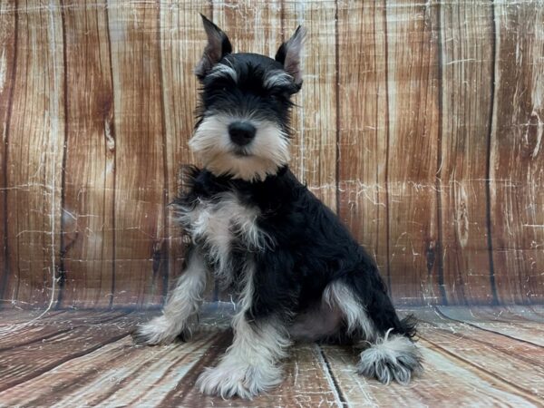 Miniature Schnauzer DOG Male Black and Silver 23936 Petland Las Vegas, Nevada