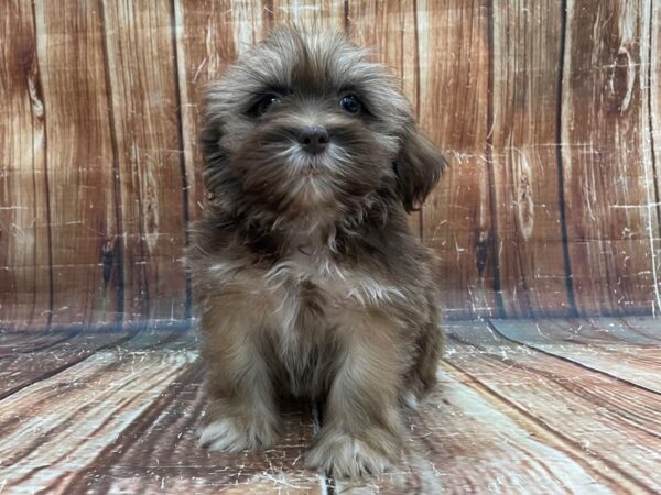 Lhasa Apso DOG Male Liver 23935 Petland Las Vegas, Nevada