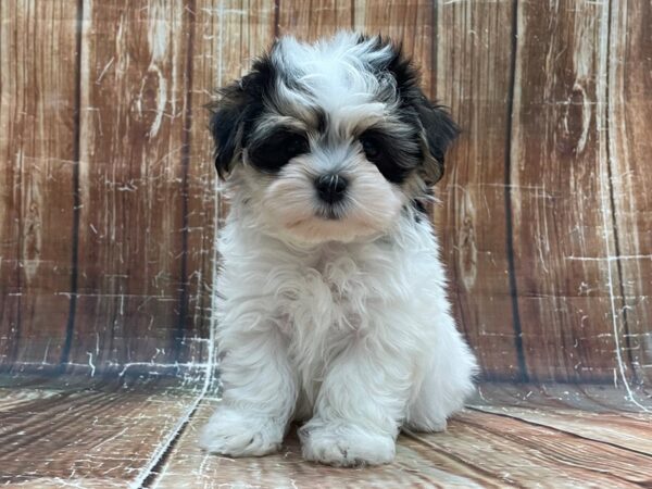 Havanese DOG Male Black and Tan 23934 Petland Las Vegas, Nevada