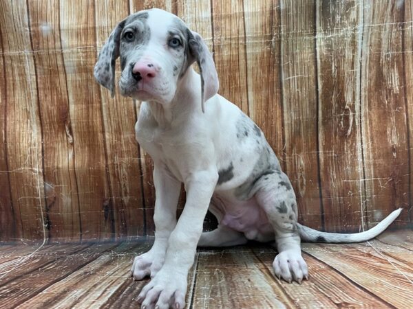 Great Dane DOG Male Merlequin 23933 Petland Las Vegas, Nevada