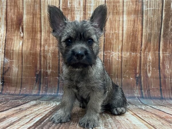 Cairn Terrier DOG Male Wheaten 23932 Petland Las Vegas, Nevada