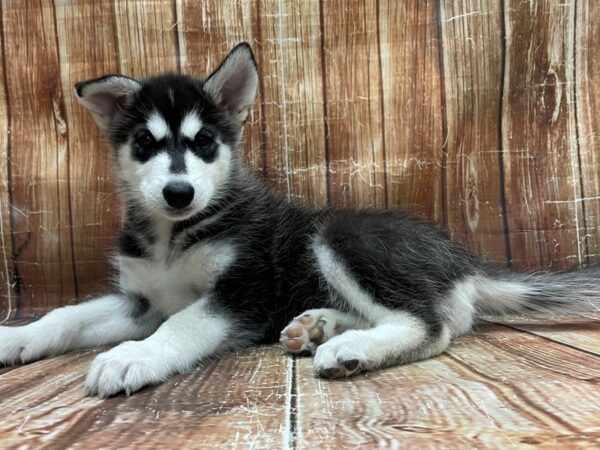 Alaskan Malamute DOG Female Black and White 23930 Petland Las Vegas, Nevada