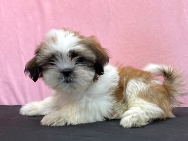 Shih Tzu DOG Male White / Gold 23973 Petland Las Vegas, Nevada