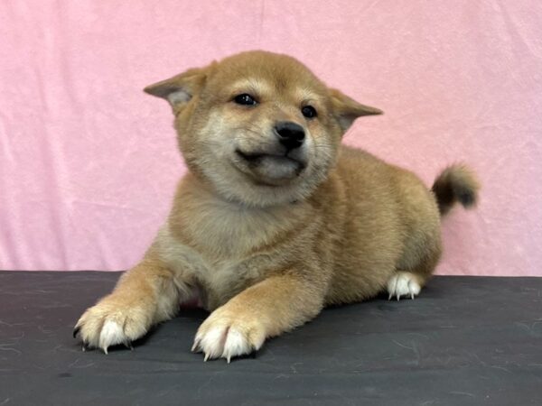 Shiba Inu DOG Male Red Sesame 23972 Petland Las Vegas, Nevada