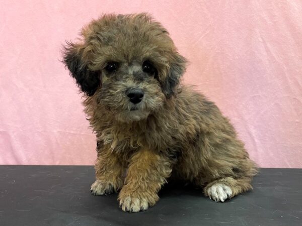 Poodle-DOG-Male-Chocolate Merle-23970-Petland Las Vegas, Nevada