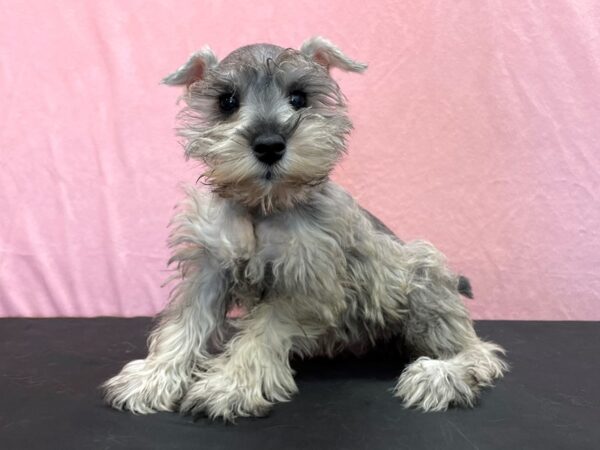 Miniature Schnauzer DOG Female Salt / Pepper 23968 Petland Las Vegas, Nevada