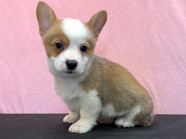 Pembroke Welsh Corgi DOG Male Sable / White 23969 Petland Las Vegas, Nevada