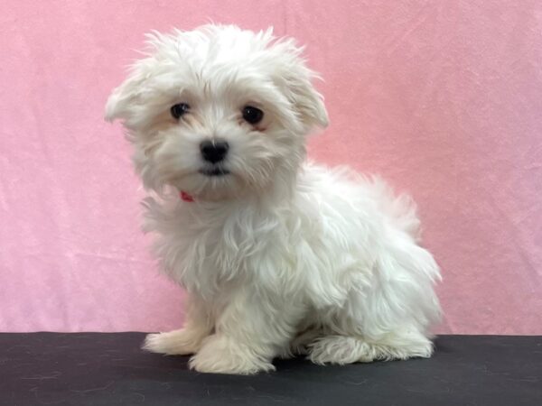 Maltese DOG Female White 23967 Petland Las Vegas, Nevada