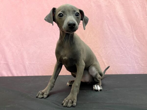 Italian Greyhound DOG Female Blue 23966 Petland Las Vegas, Nevada