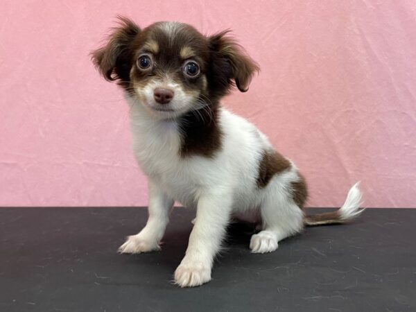 Chihuahua DOG Female Chocolate and Tan 23961 Petland Las Vegas, Nevada