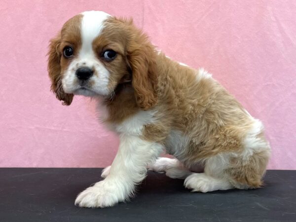 Cavalier King Charles Spaniel DOG Female Blenheim 23960 Petland Las Vegas, Nevada