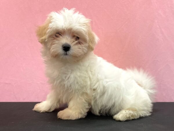 Coton De Tulear DOG Female White 23958 Petland Las Vegas, Nevada