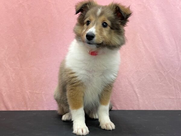 Shetland Sheepdog DOG Female Sable and White 23956 Petland Las Vegas, Nevada