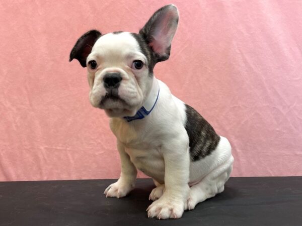 French Bulldog DOG Male Brindle and White 23954 Petland Las Vegas, Nevada