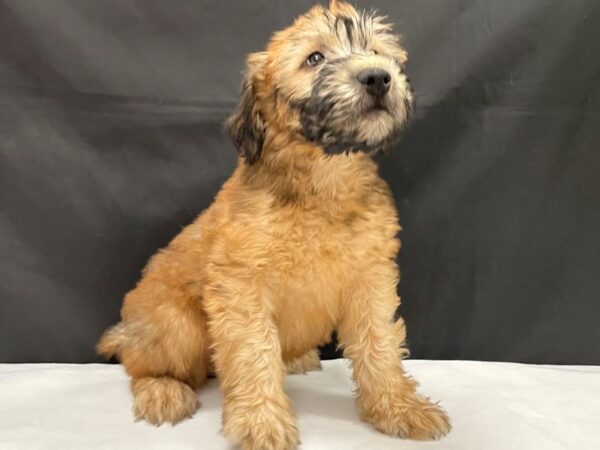 Soft Coated Wheaten Terrier DOG Male Wheaten 24010 Petland Las Vegas, Nevada