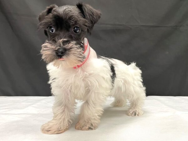 Miniature Schnauzer/Poodle-DOG-Female-Black / White-24009-Petland Las Vegas, Nevada