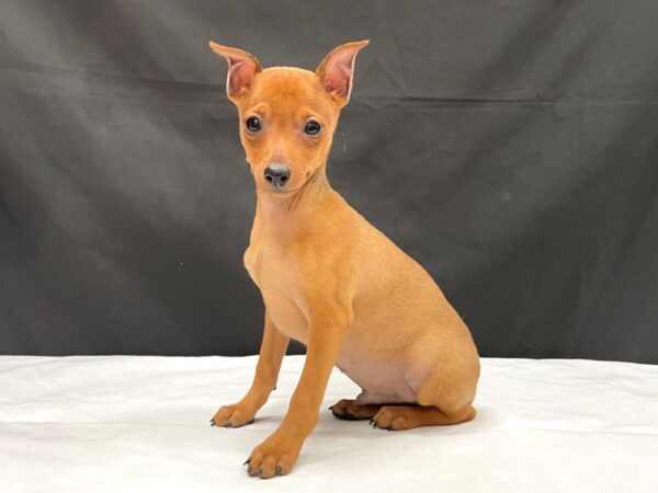 Miniature Pinscher DOG Male Stag Red 24002 Petland Las Vegas, Nevada