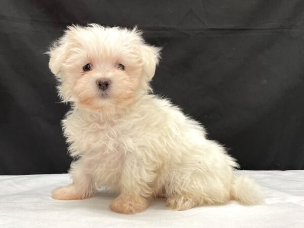 Maltese DOG Male White 24001 Petland Las Vegas, Nevada