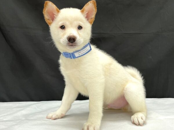 Shiba Inu DOG Male Cream 24000 Petland Las Vegas, Nevada