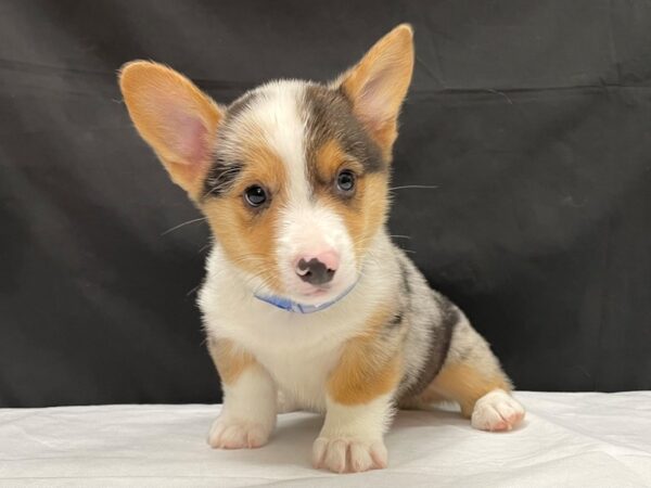 Pembroke Welsh Corgi DOG Male Blue Merle / Tan 23998 Petland Las Vegas, Nevada