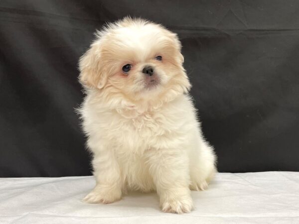 Pekingese DOG Female Cream 23992 Petland Las Vegas, Nevada