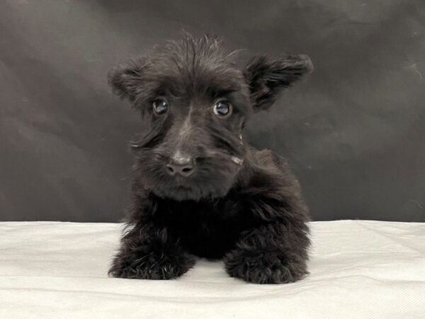 Scottish Terrier DOG Female Black 23991 Petland Las Vegas, Nevada