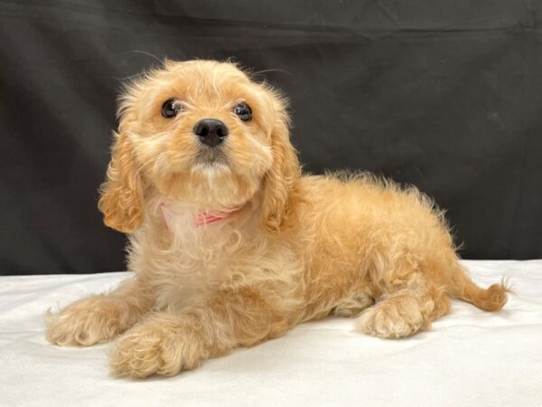 Bichon Frise/Cavalier King Charles Spaniel DOG Female Cream 23988 Petland Las Vegas, Nevada