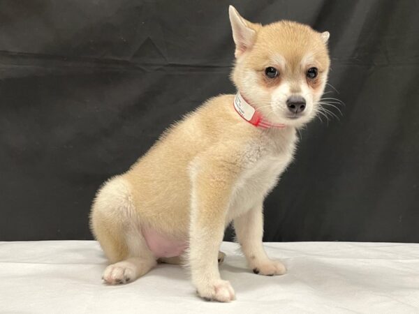 Alaskan Klee Kai-DOG-Male-Cream-24037-Petland Las Vegas, Nevada