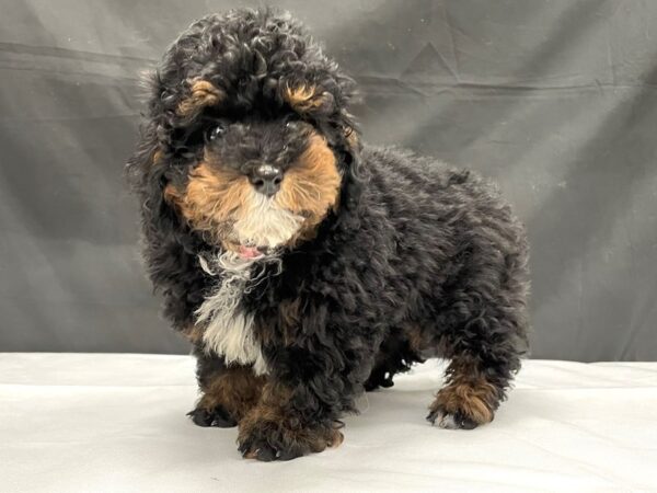 Poodle DOG Female Black / Tan 24035 Petland Las Vegas, Nevada