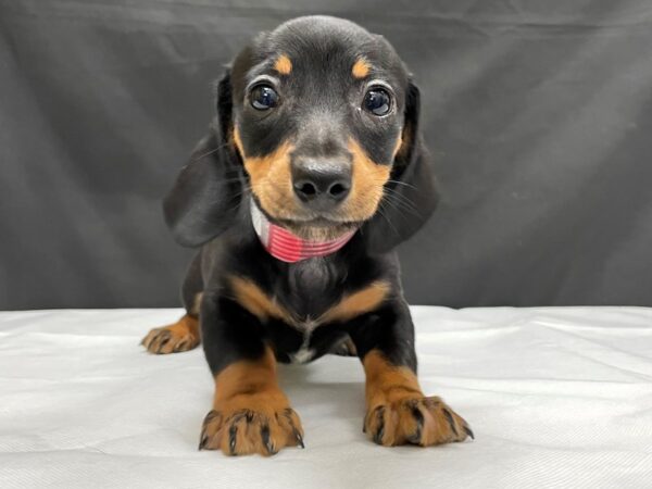 Dachshund DOG Male Black / Tan 24030 Petland Las Vegas, Nevada