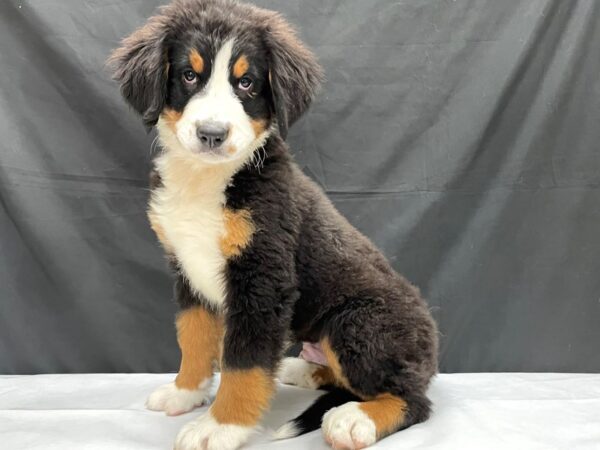 Bernese Mountain Dog DOG Male Black Rust / White 24028 Petland Las Vegas, Nevada