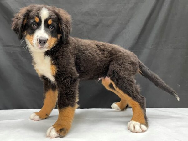 Bernese Mountain Dog DOG Male Black Rust / White 24027 Petland Las Vegas, Nevada