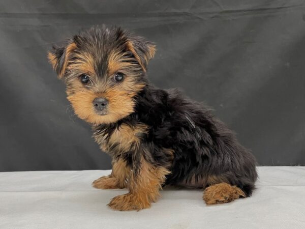 Yorkshire Terrier DOG Female Black and Gold 24017 Petland Las Vegas, Nevada