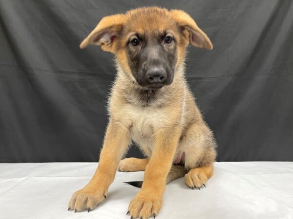 German Shepherd-DOG-Female-Sable-24016-Petland Las Vegas, Nevada