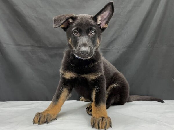 German Shepherd DOG Male Black and Tan 24015 Petland Las Vegas, Nevada