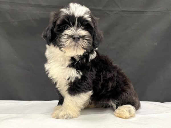 Havanese DOG Male Black and White 24014 Petland Las Vegas, Nevada