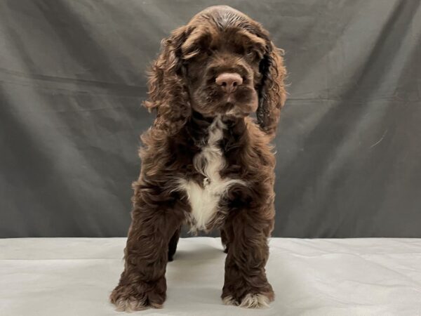 Cocker Spaniel DOG Male Brown 24013 Petland Las Vegas, Nevada