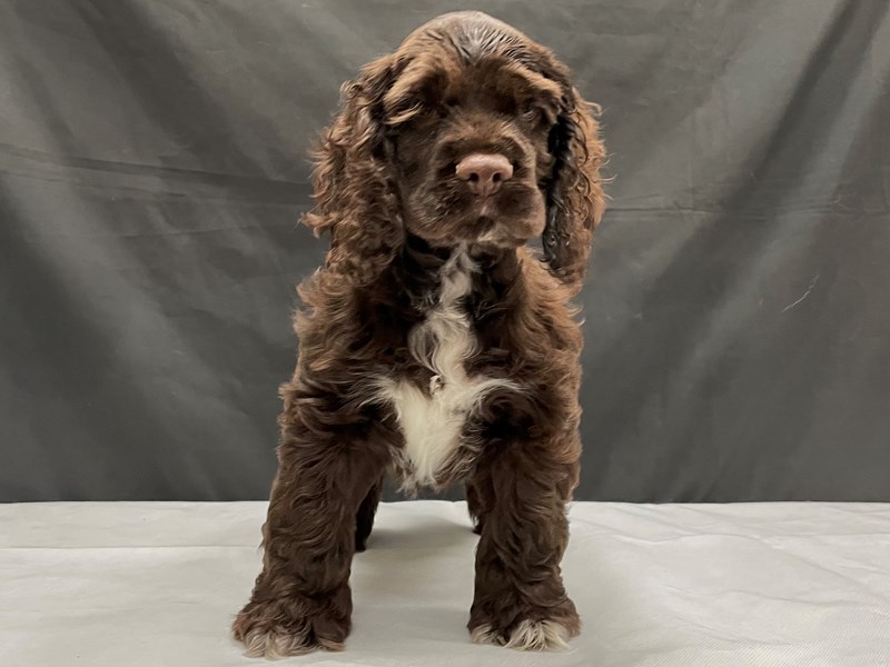 Cocker Spaniel Puppy Brown ID 24013 Located at Petland Las Vegas
