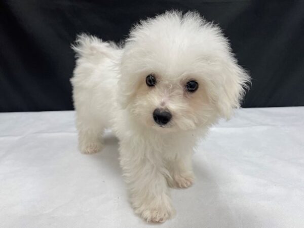 Bichon Frise DOG Female White 24023 Petland Las Vegas, Nevada