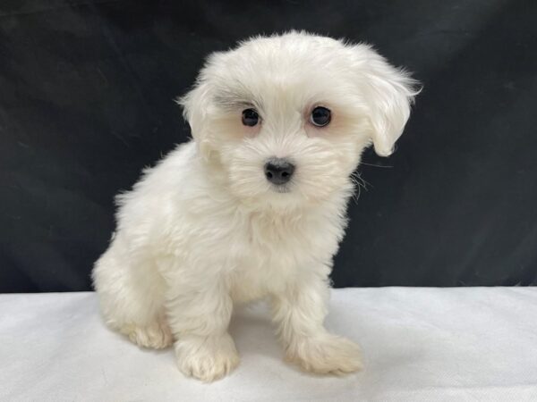 Coton De Tulear DOG Female White 24018 Petland Las Vegas, Nevada