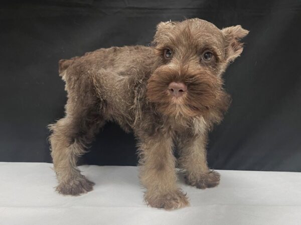 Miniature Schnauzer DOG Male Liver and Pepper 24022 Petland Las Vegas, Nevada