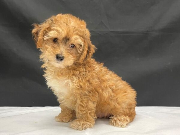 F1B Yorkie Poo-DOG-Male-Red Sable-24062-Petland Las Vegas, Nevada