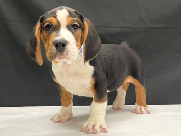 Basset Hound/Old English Bulldog-DOG-Male-Black / Tan-24061-Petland Las Vegas, Nevada