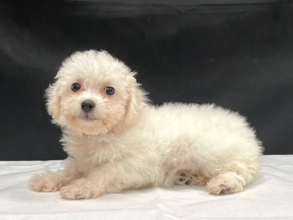 Bichon Frise DOG Female White 24056 Petland Las Vegas, Nevada