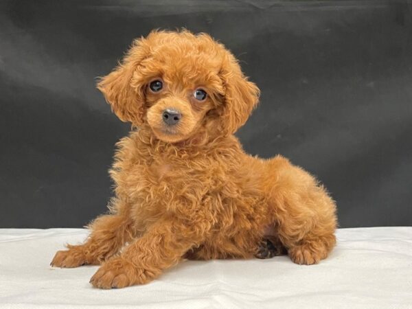 Poodle-DOG-Female-Red-24053-Petland Las Vegas, Nevada