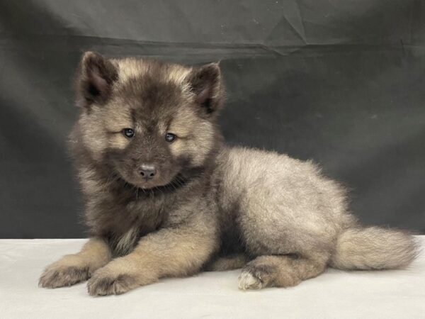 Keeshond DOG Male Silver / Black 24050 Petland Las Vegas, Nevada