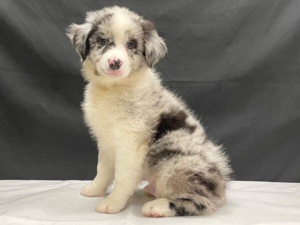 Australian Shepherd DOG Male Blue Merle 24044 Petland Las Vegas, Nevada