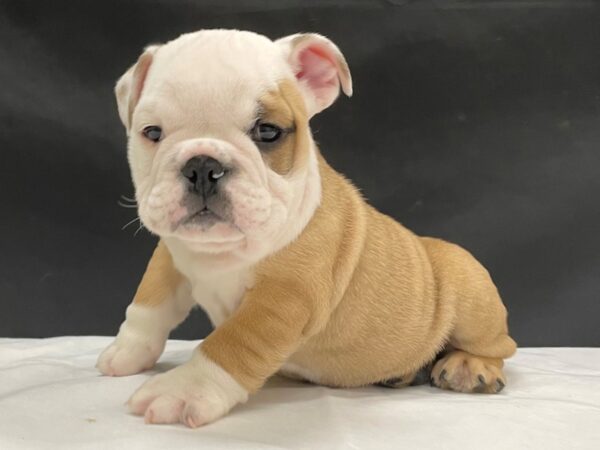 English Bulldog DOG Male Red and White 24042 Petland Las Vegas, Nevada